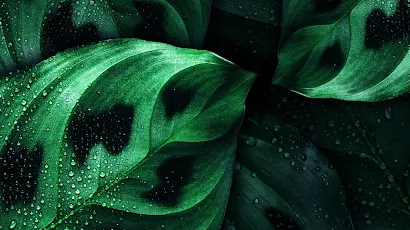 Leaf, Android, Nokia, Green, Botany 5K iPhone Wallpaper Background