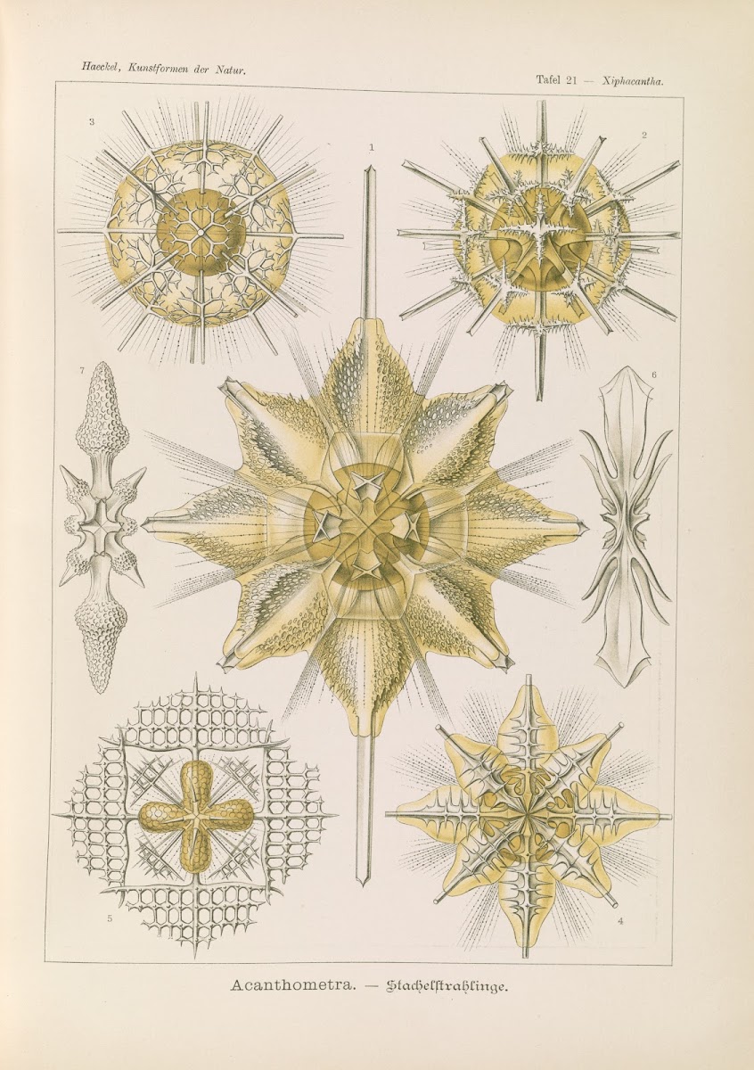 Acanthometra  Stachelstrahlinge 1904