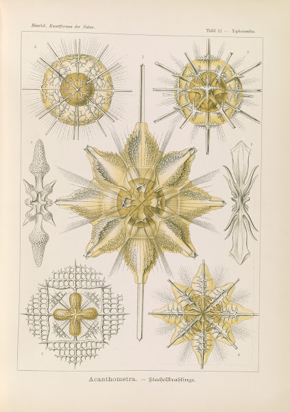 Acanthometra  Stachelstrahlinge 1904