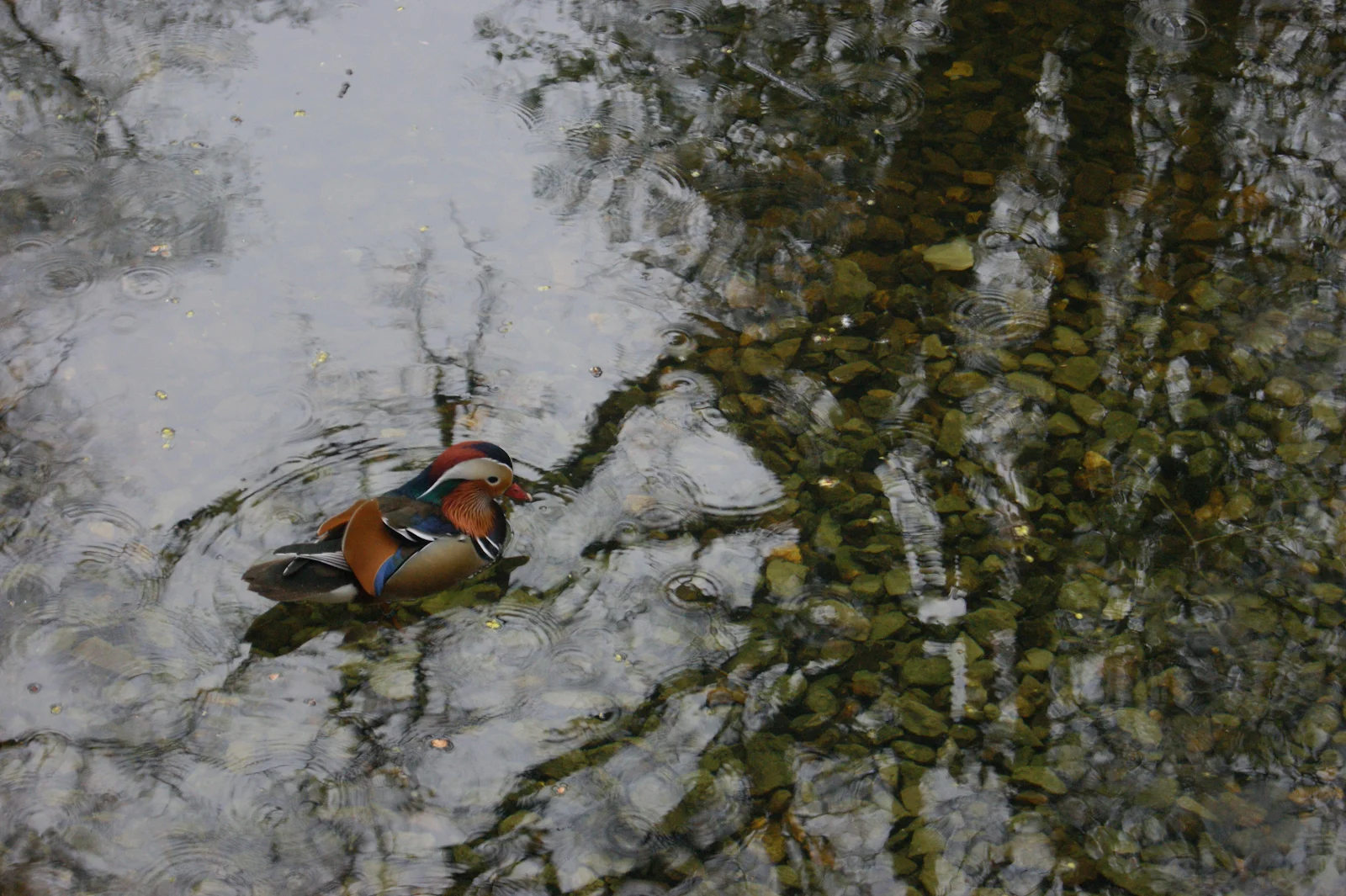 Mandarin Duck Swimming In Pond - Nature Photography 4K Wallpaper (4592x3056)