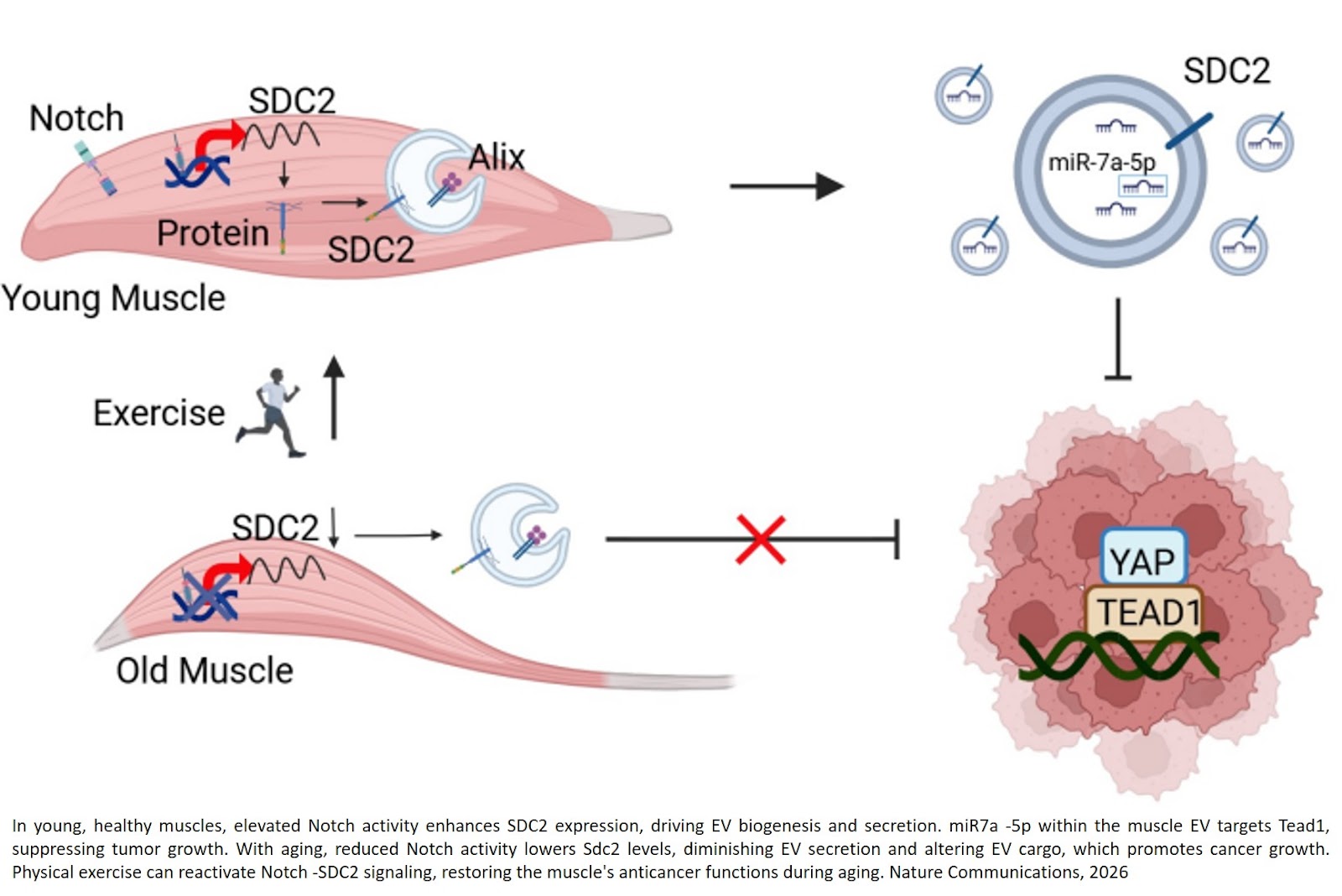 Sarcopenia promotes tumorigenesis by disrupting  NOTCH-SDC2-regulated biogenesis of muscle- derived extracellular vesicles