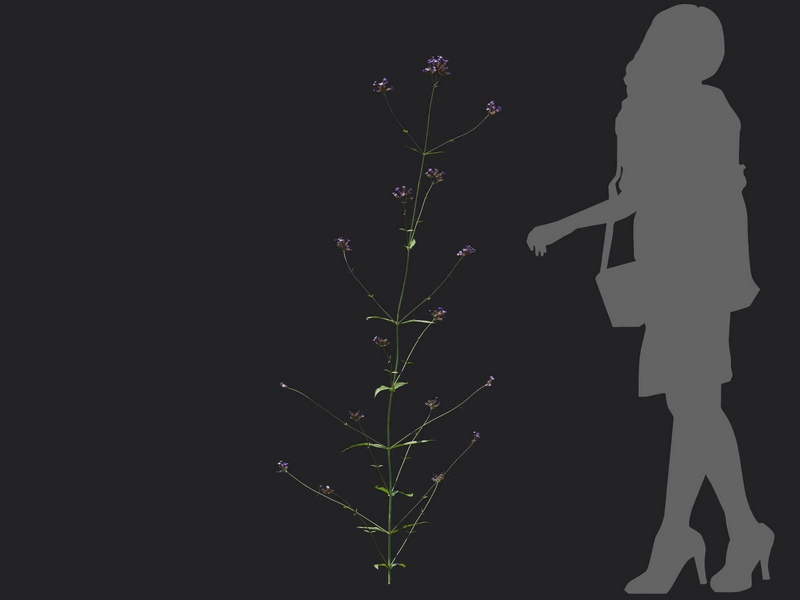 Maxtree - Plant Models Vol.116