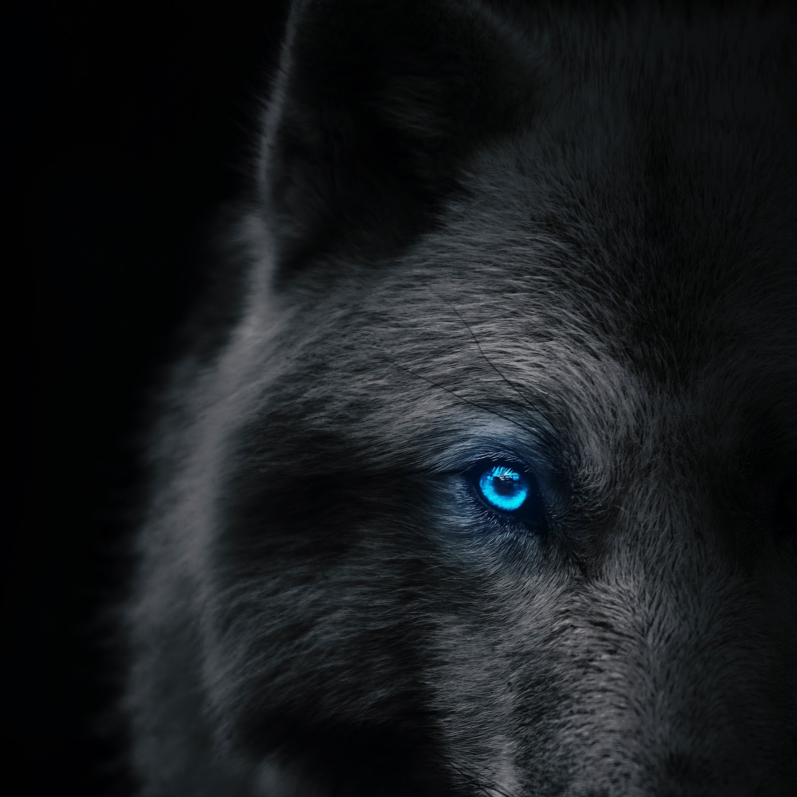 Arctic Wolf, Great Dane, Carnivore, Dog Breed, Snout 8K iPhone Wallpaper