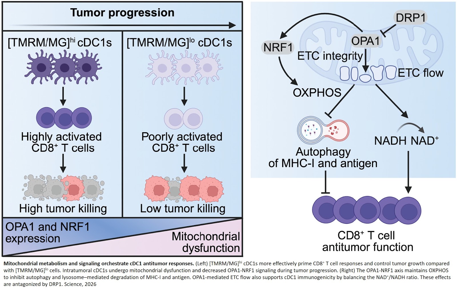 Restoring mitochondrial function in dendritic cells to treat cancer