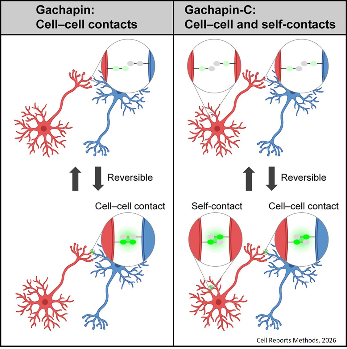 Fluorescent indicators for visualizing dynamic contact between cells and between processes originating from a single cell