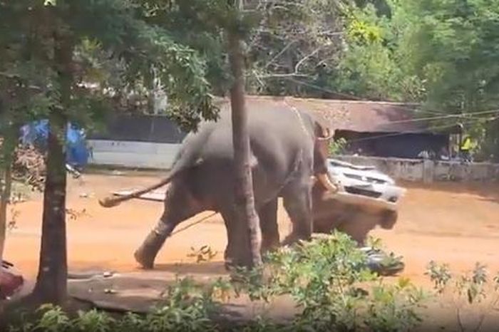 Voi nổi điên, dùng ngà đâm thủng ô tô rồi quăng quật như đồ chơi - Tạp chí Người Đưa Tin