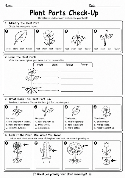 Plant Parts Check-Up