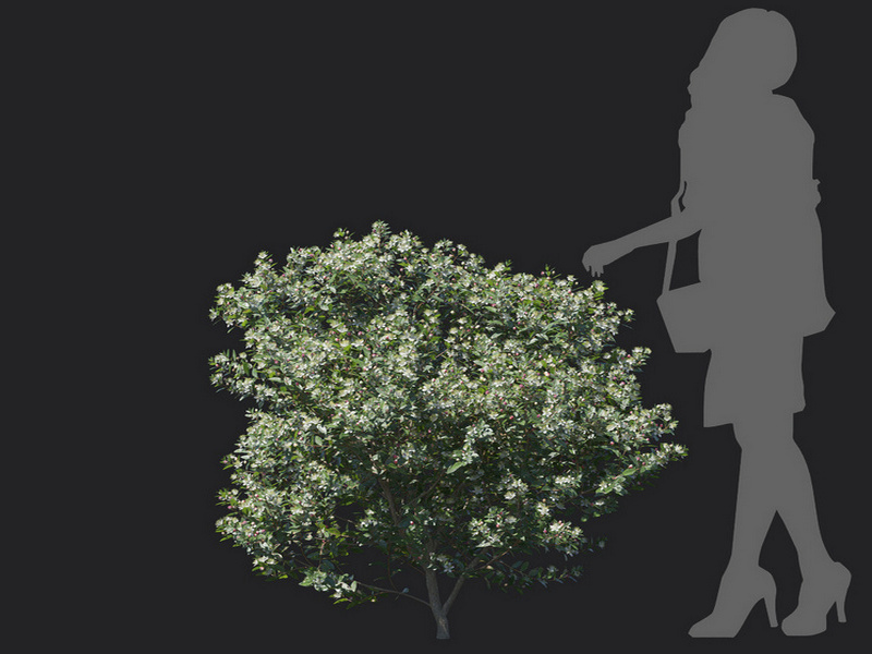 Maxtree - Plant Models Vol.129