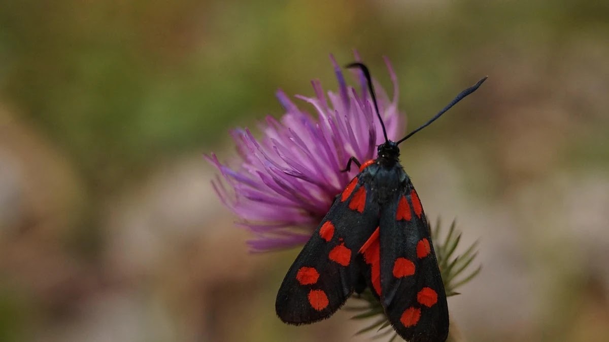 가계부 작성 시 고정비와 변동비 구분 기준과 사례