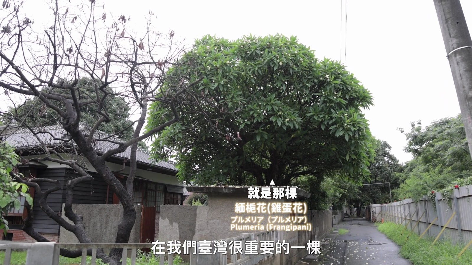 米可白台南老樹一日遊 screenshot 8