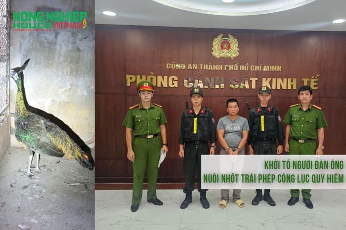 Khởi tố người đàn ông nuôi nhốt trái phép công lục quý hiếm - Nông nghiệp Hữu cơ Việt Nam