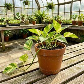 Global Green Pothos 