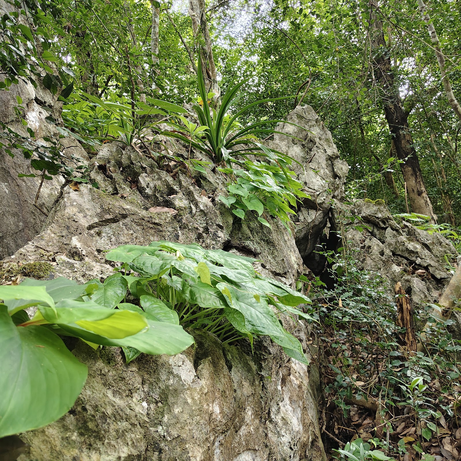 Jungle Foraging & Fire-Building — photo 8