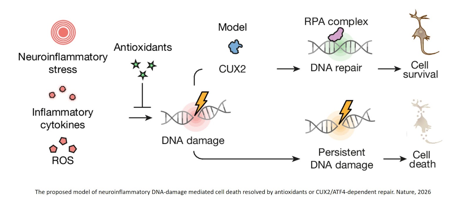DNA damage burden causes selective CUX2 neuron loss in neuroinflammation