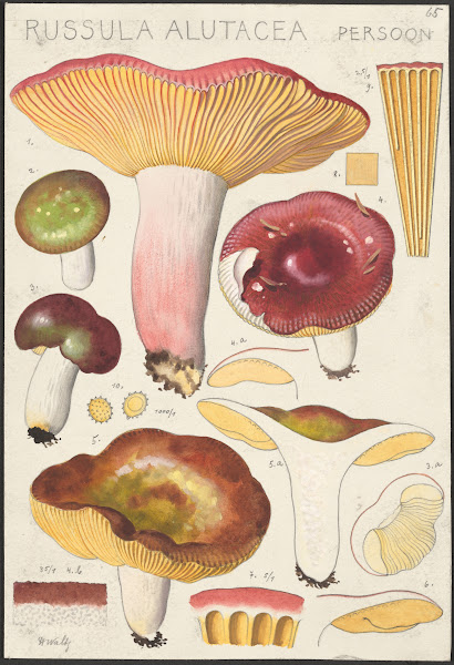 Russula alutacea Persoon 1915 1945