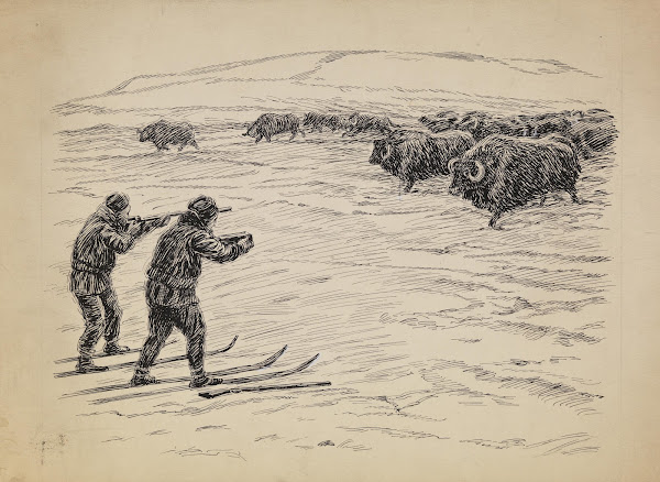 En jeger og en fotograf foran en flokk moskusfe 1889