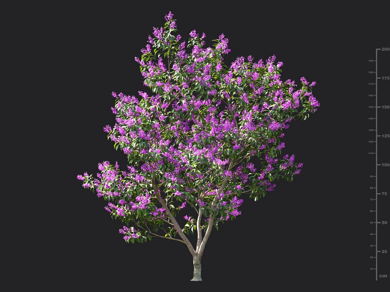 Maxtree - Plant Models Vol.115