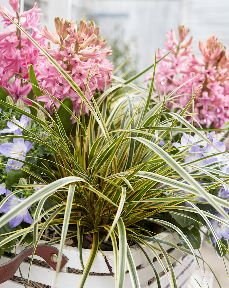 Carex morrowii Everglow in vaso, fogliame variegato verde e crema