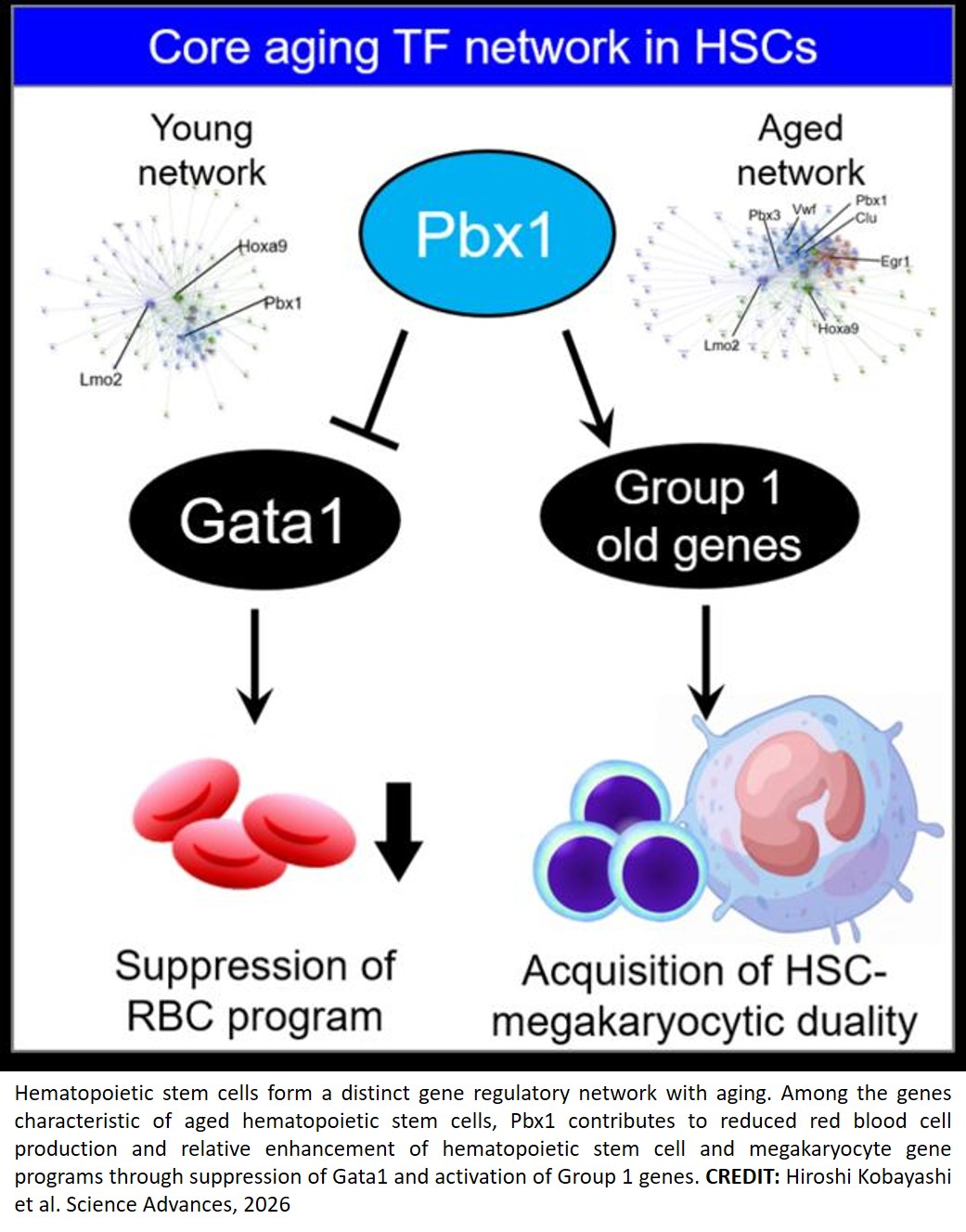 AI identifies regulatory hub for aging in hematopoietic stem cells
