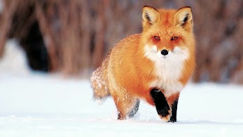 Fox Wallpaper