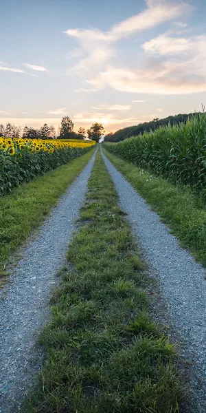 Landscape, Nature, Grass, Sunflowers, Clouds 5K Wallpaper Background
