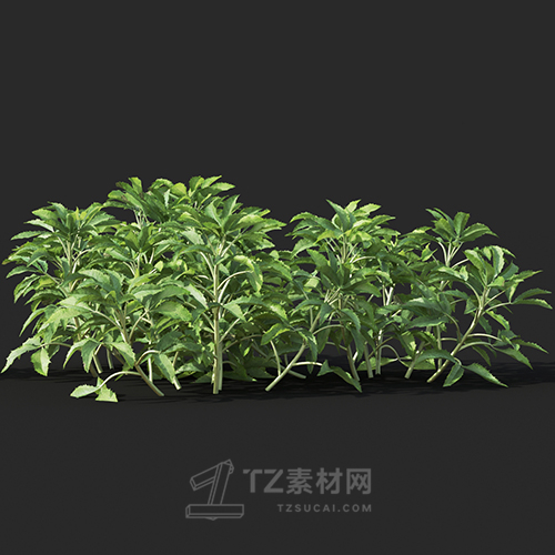 Maxtree - Plant Models Vol.60