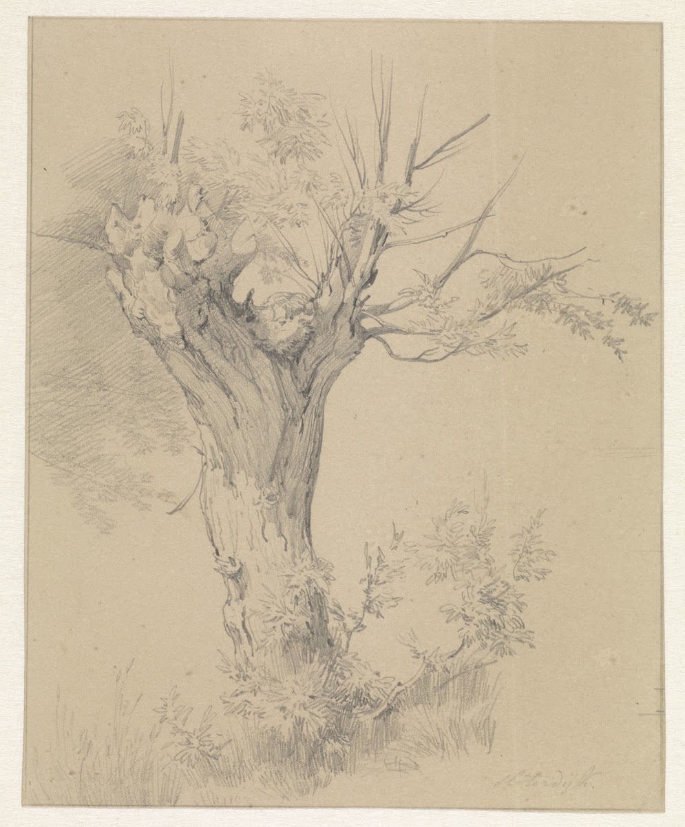 Knotwilg te Sloterdijk 1825 1873
