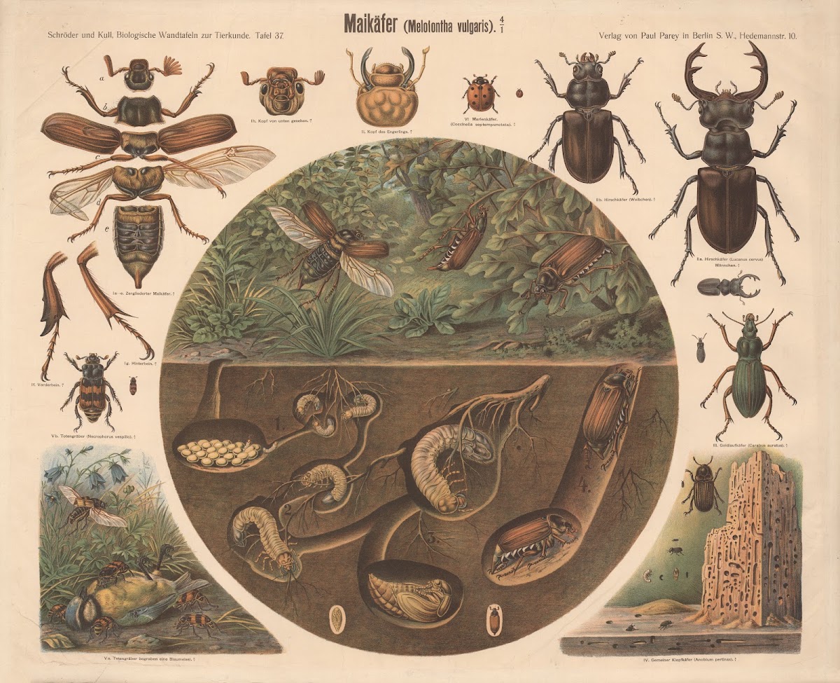 Maybeetle Melolontha vulgaris