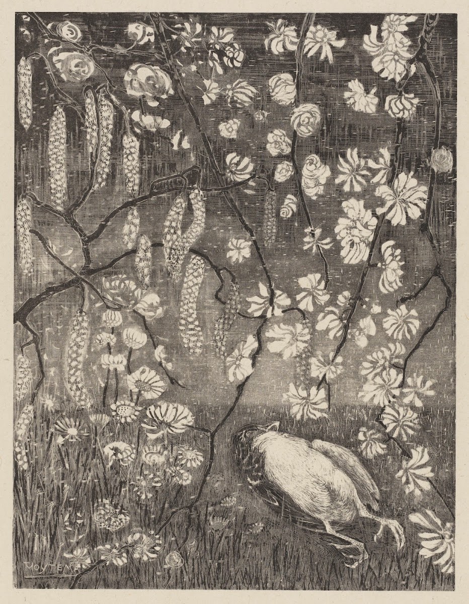 Dood vogeltje onder hazelaar  en kamperfoelietakken 1905