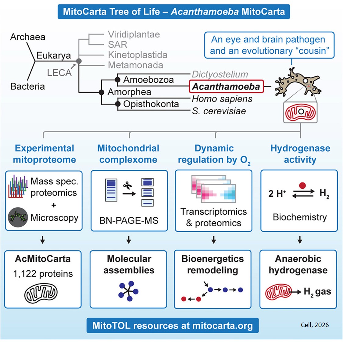 Mitochondrial proteome of Acanthamoeba delineates aerobic and anaerobic pathways dynamically regulated by oxygen