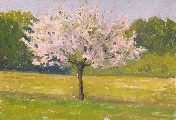 An Apple Tree In Blossom C1905 1914