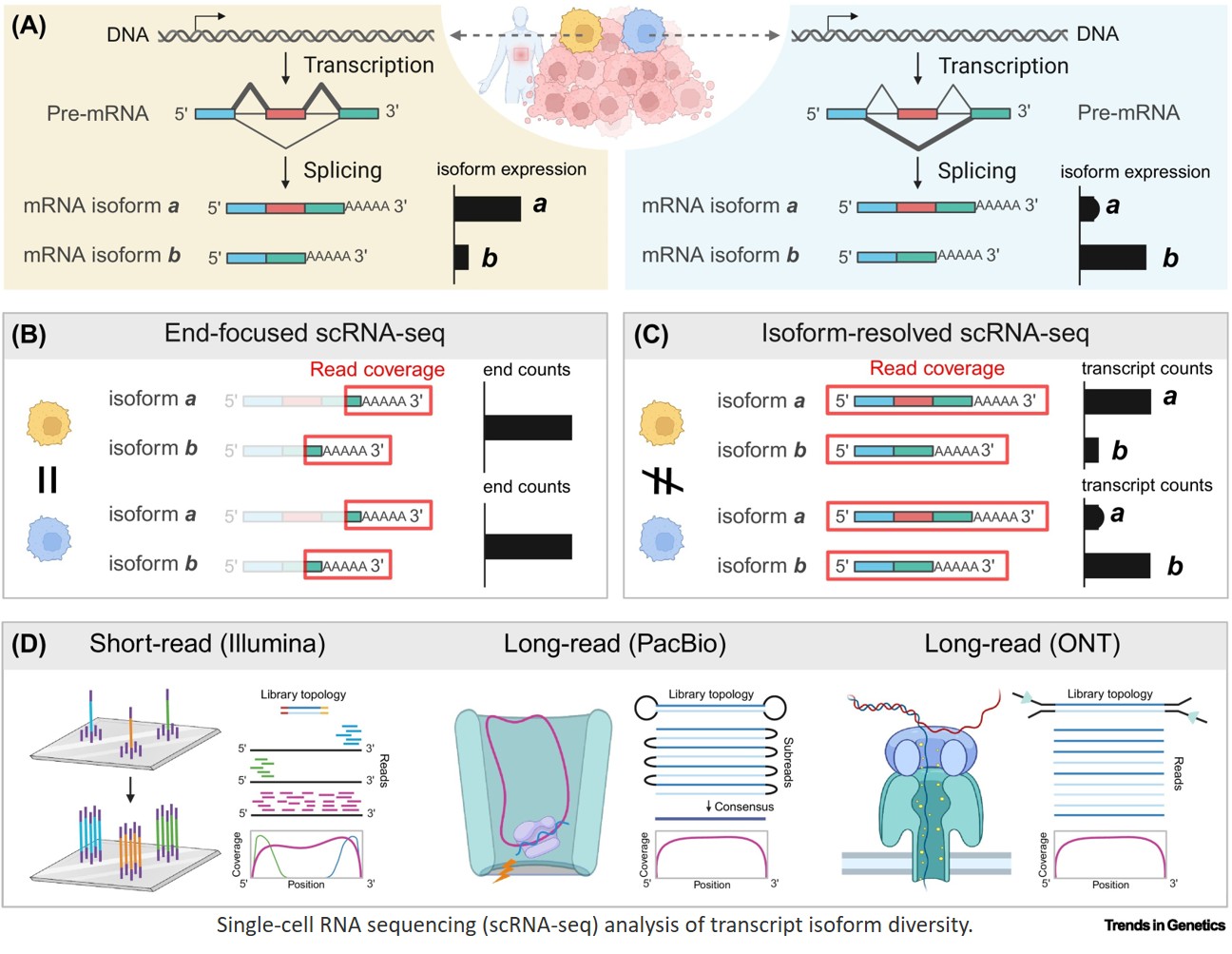 Beyond gene expression: Single-cell transcriptomics at isoform resolution