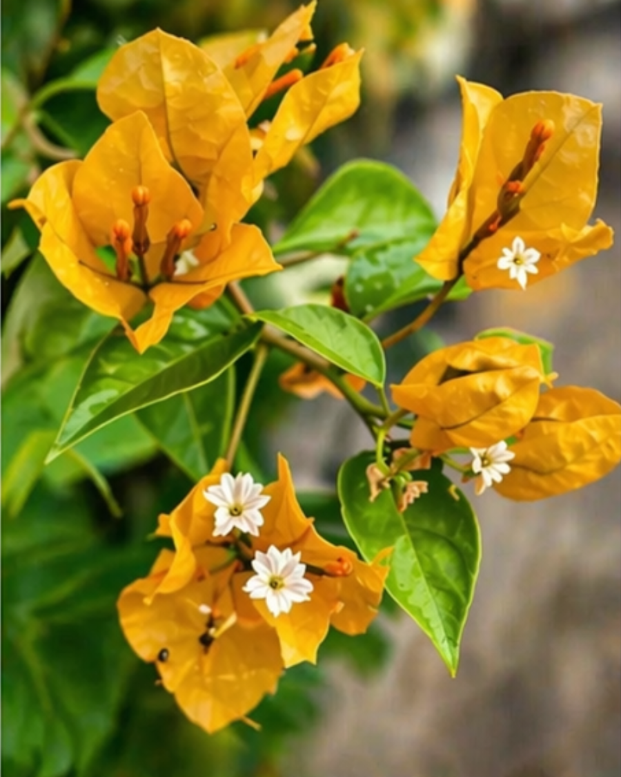 Imported Lemon Yellow Jinda Bougainvillea Plant — view 1
