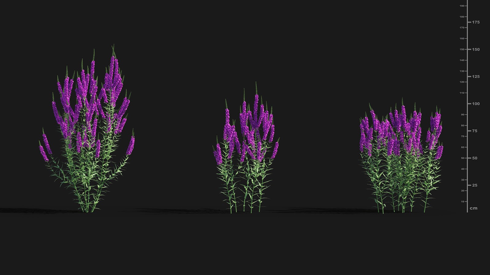 Maxtree - Plant Models Vol.29