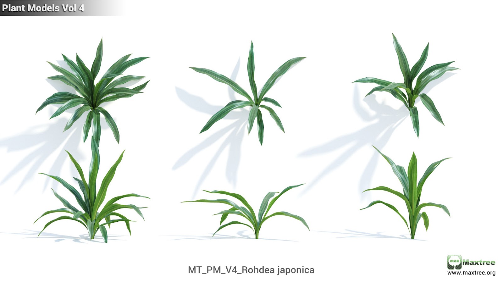 Maxtree - Plant Models Vol.4
