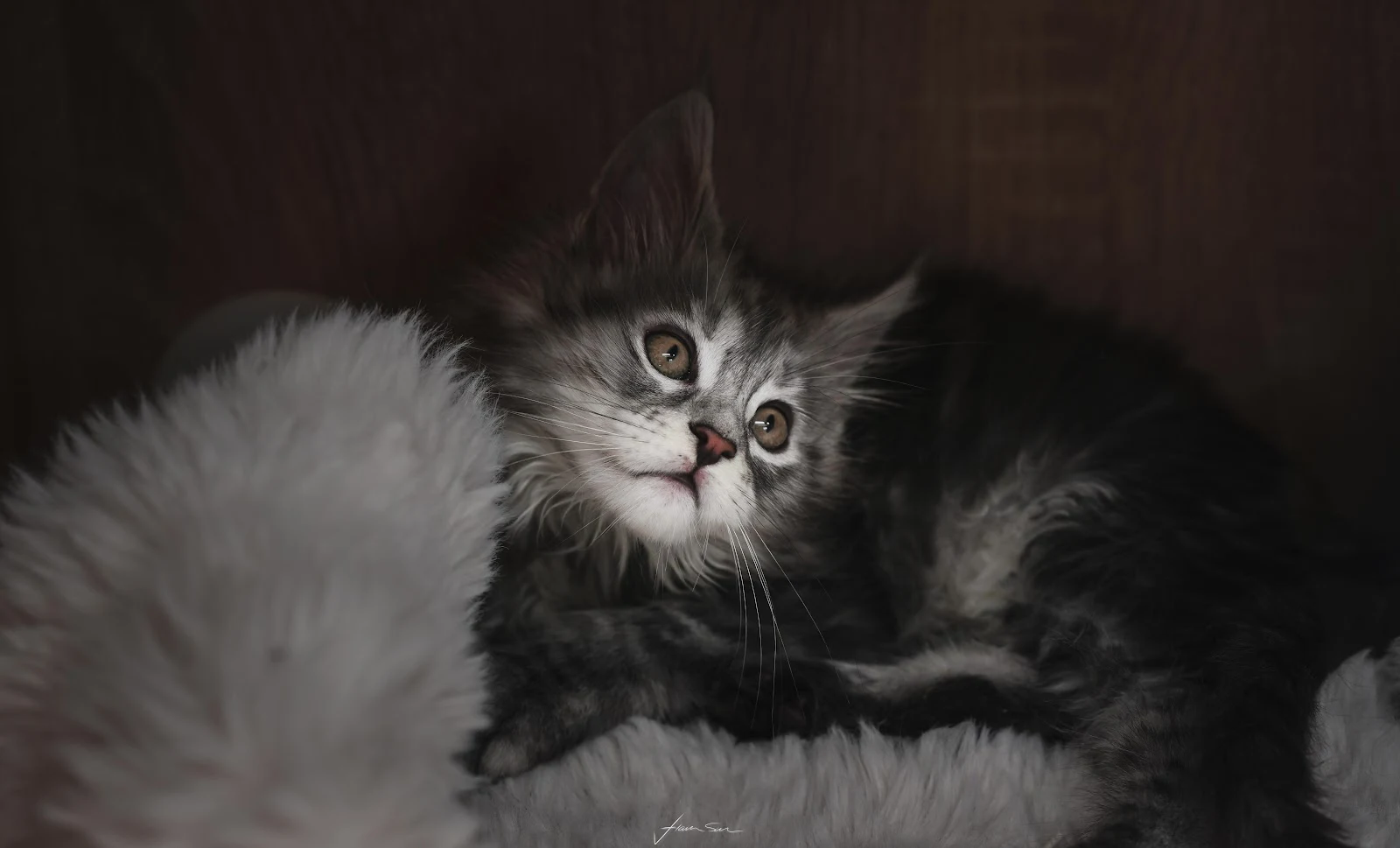 Adorable Maine Coon Kitten Portrait - Low-Key Photography 8K Wallpaper (8068x4885)