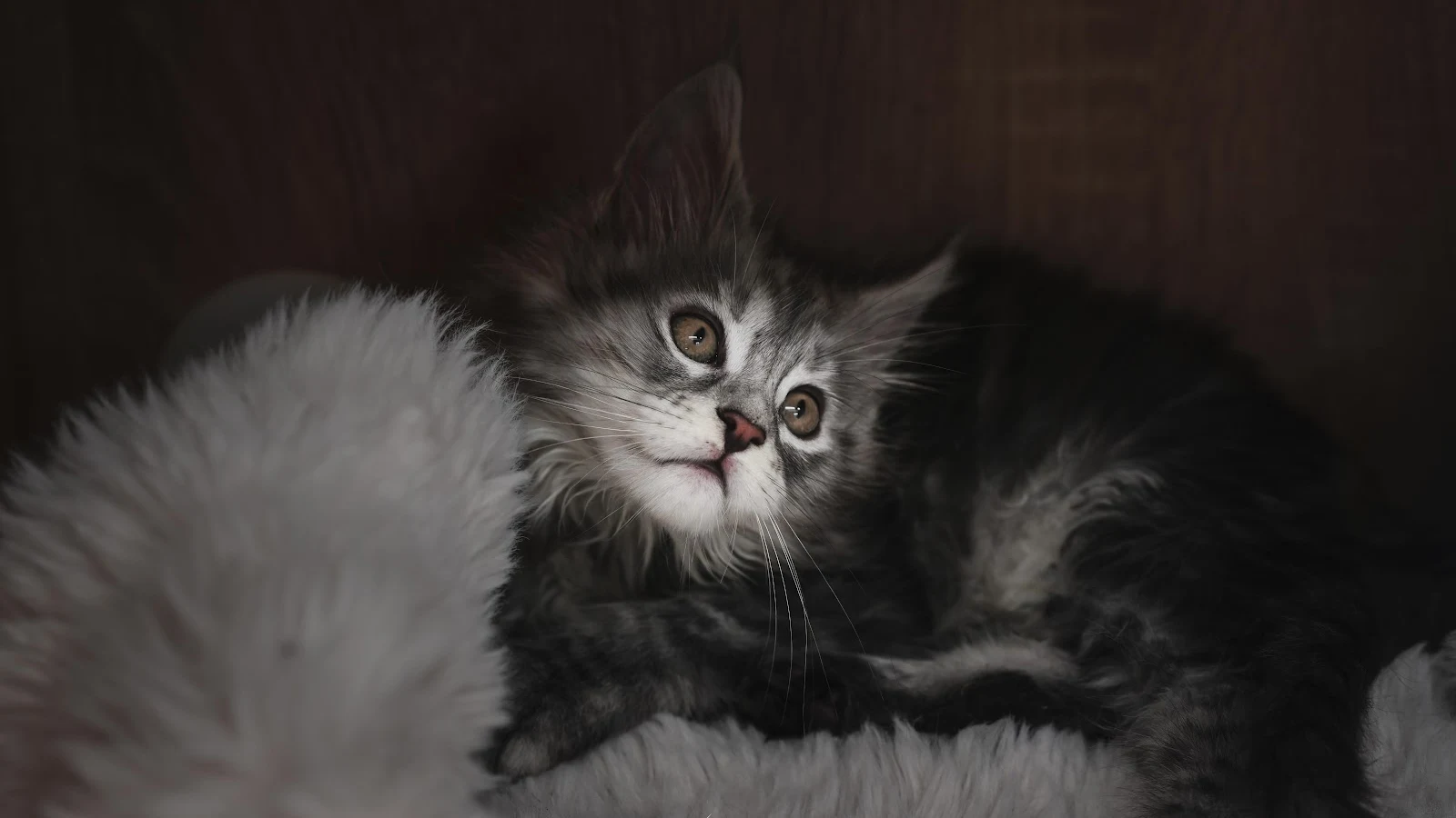 Adorable Maine Coon Kitten Portrait 8K Desktop Wallpaper