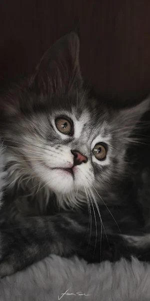 Adorable Maine Coon Kitten Portrait 8K Wallpaper Background
