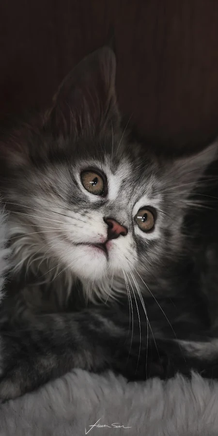 Adorable Maine Coon Kitten Portrait 8K Phone Wallpaper