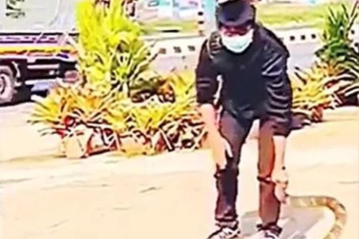 Thót tim cảnh cậu bé tay không khống chế rắn hổ mang chúa khổng lồ giữa đường - Tạp chí Doanh Nghiệp Việt Nam