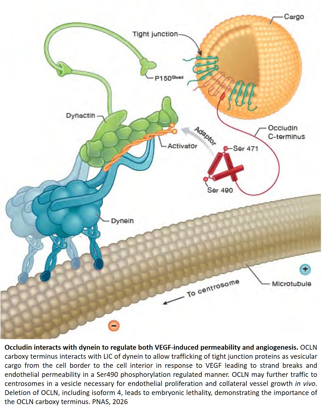How occludin protein maintains blood-brain and blood-retinal barriers