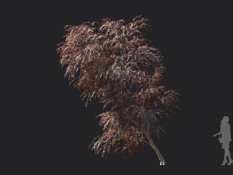 Maxtree - Plant Models Vol.119