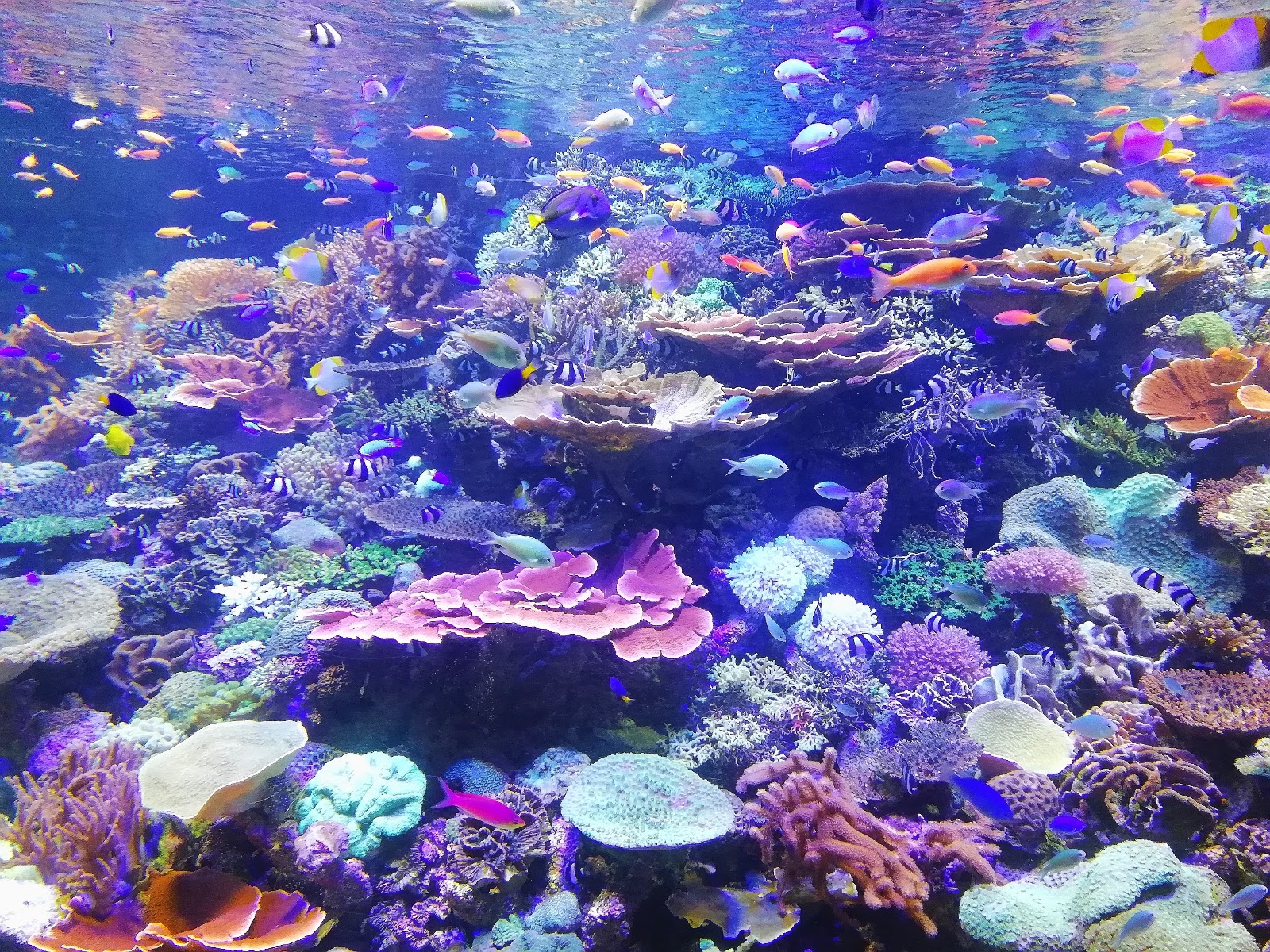 Preserving Marine biodiversity. Why reduce carbon footprint, reason to reduce carbon footprint. CarbonEthics Indonesia
