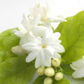 Moroccan jasmine