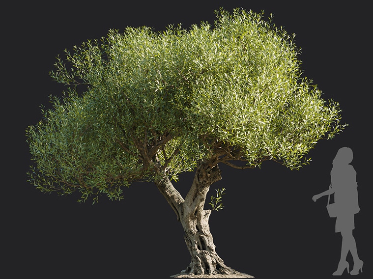 Maxtree - Plant Models Vol.113