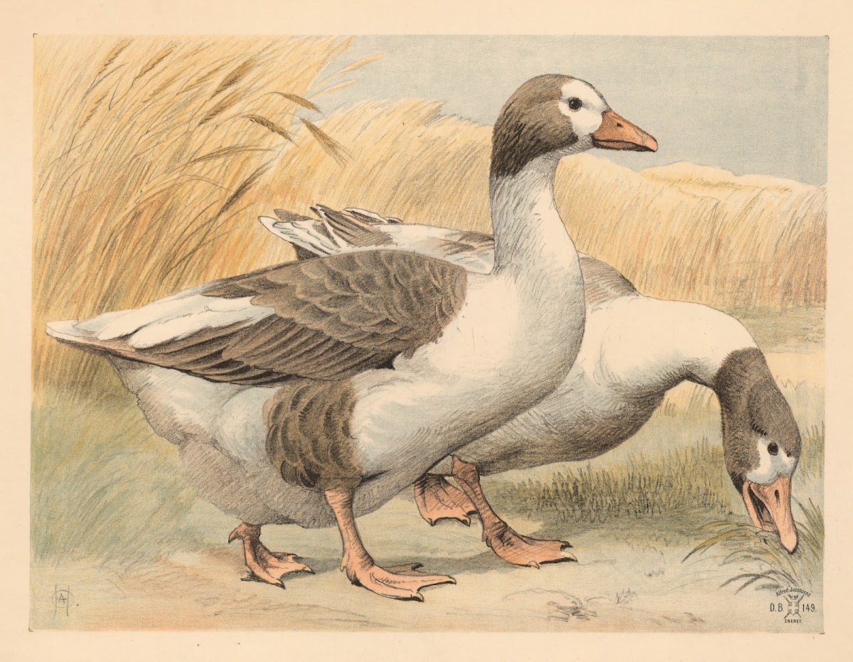 Gæs 1892