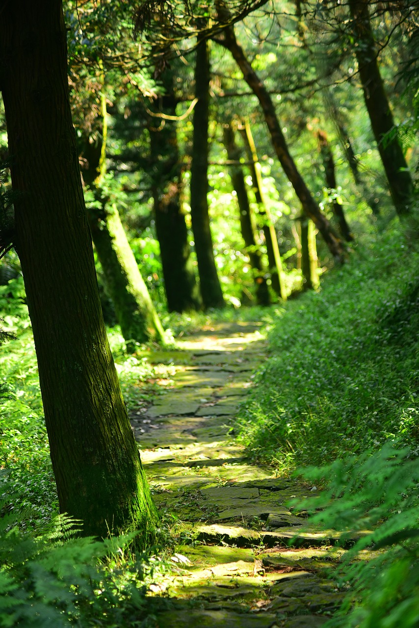 Damyang Juknokwon bamboo forest path, Metasequoia Road during summer