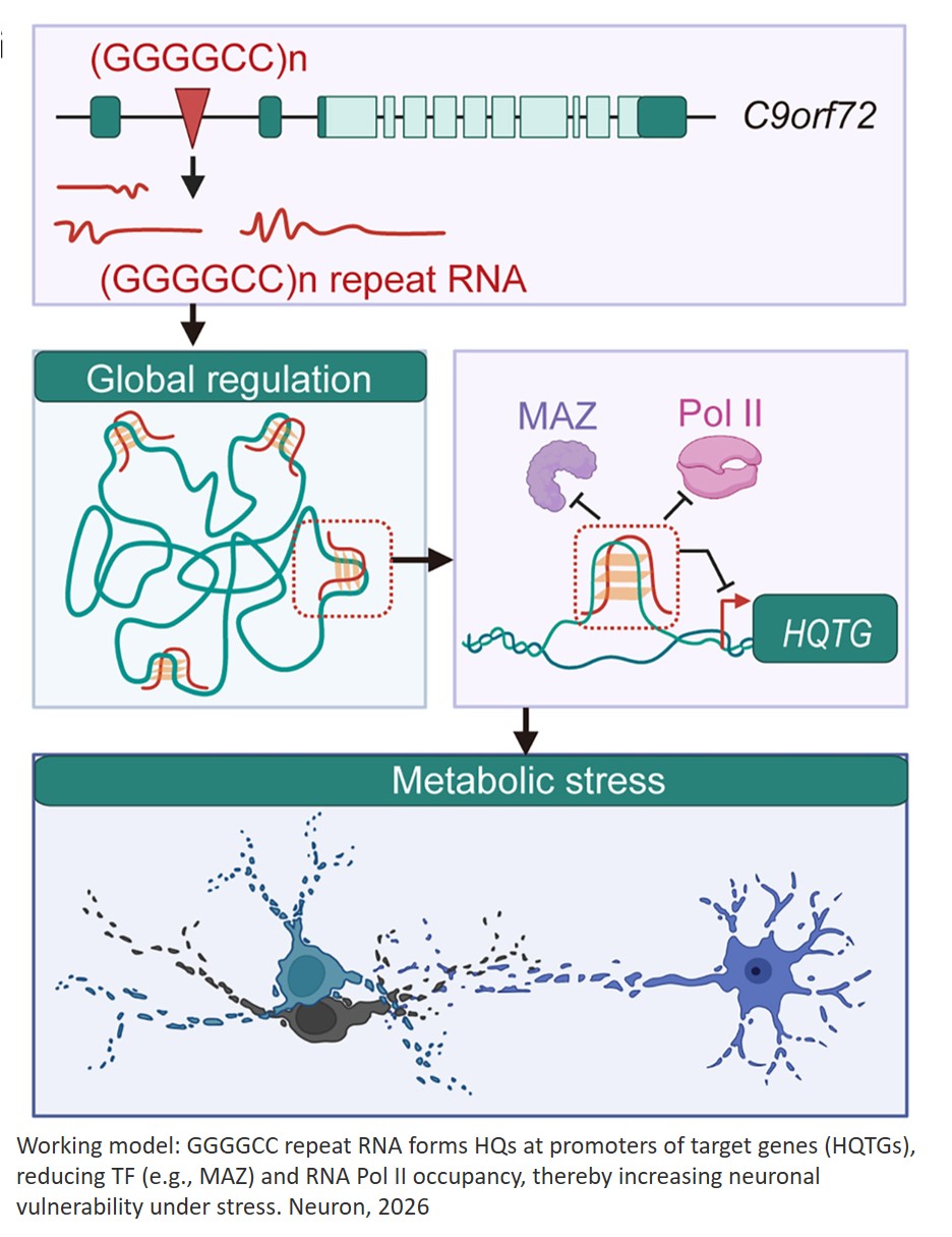 C9orf72 hexanucleotide repeat RNA drives transcriptional dysregulation through genome-wide DNA:RNA hybrid G-quadruplexes