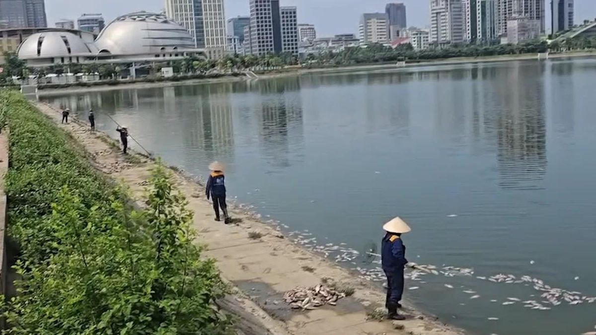 [Video] Cá chết hàng loạt tại hồ điều hòa ở Cầu Giấy gây ô nhiễm môi trường nghiêm trọng - Báo Nhân Dân