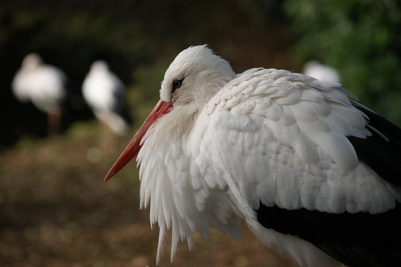 White Stork Close Up Profile - Nature Photography 4K Wallpaper (4592x3056)